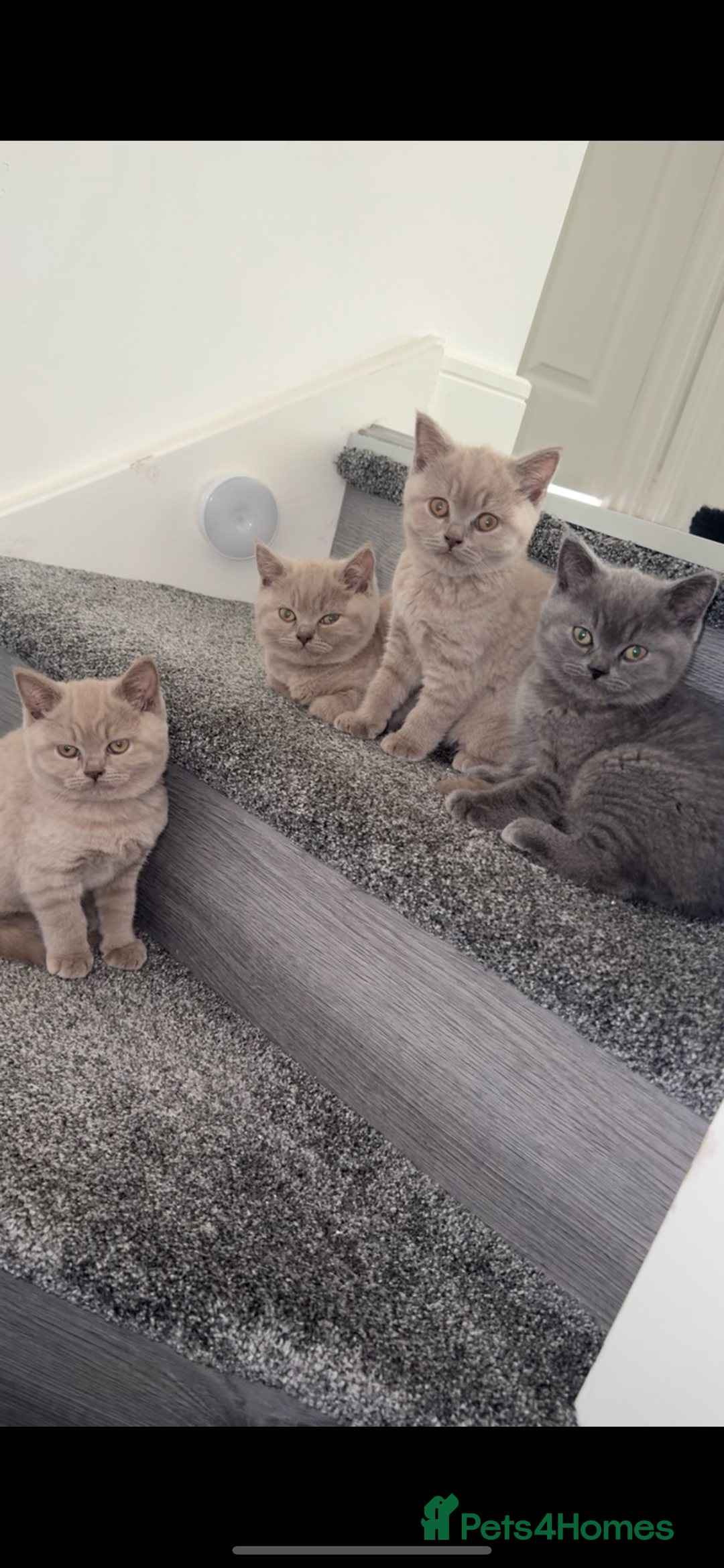 British Shorthair cats for sale: Lilac Male British Shorthair for Sale - Advert 4