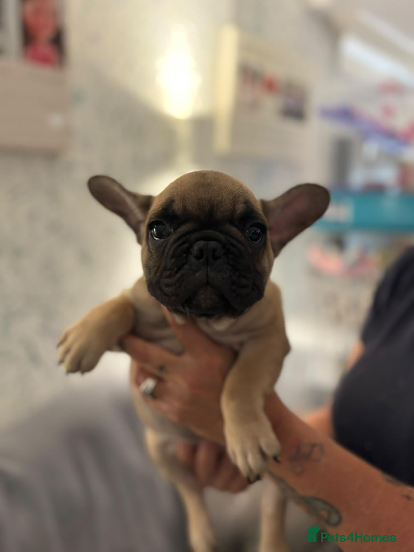 French Bulldog dogs 2 stunning french bulldogs - Advert 2