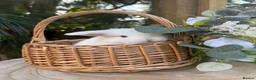 Mini Lop rabbits for sale: Vaccinated pure bred mini lops  - Advert 7