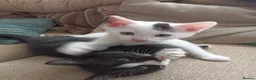 Mixed Breed cats for sale: 4 Beautiful fluffy kittens - Advert 16
