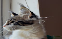 Maine Coon cats for sale: Pedigree Maine Coon Kittens 🐱 fully vaccinated  - Image 1