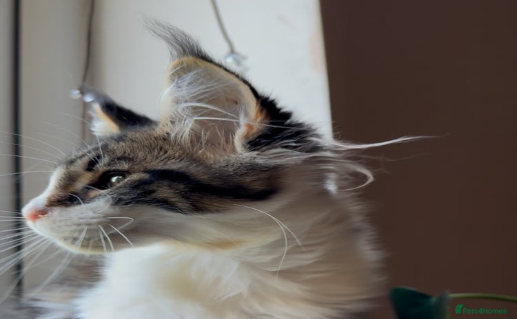 Maine Coon cats - Advert 13