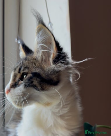Maine Coon cats - Advert 1