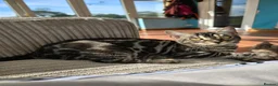 Bengal cats for sale: Silver Charcoal Bengal Female - Advert 5