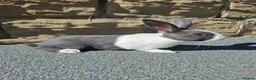 Dutch rabbits for sale: Dutch Rabbits (pair) - Advert 3