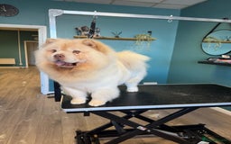 Chow Chow dogs for sale: Rare Chow chow puppies - Image 5