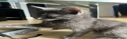 Mixed Breed cats for sale: Beautiful kittens for sale  - Advert 2