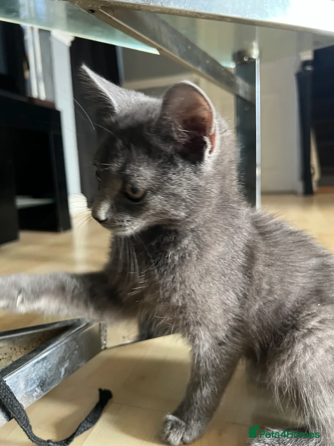 Mixed Breed cats for sale: Beautiful kittens for sale  - Advert 2