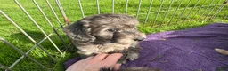 Doxiepoo dogs for sale: Doxiepoo girl just turned 8 weeks  - Advert 15