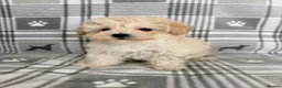 Maltipoo dogs for sale:  BEAUTIFUL LICENSED-BRED MALTIPOOS READY SOON 💖 - Advert 5