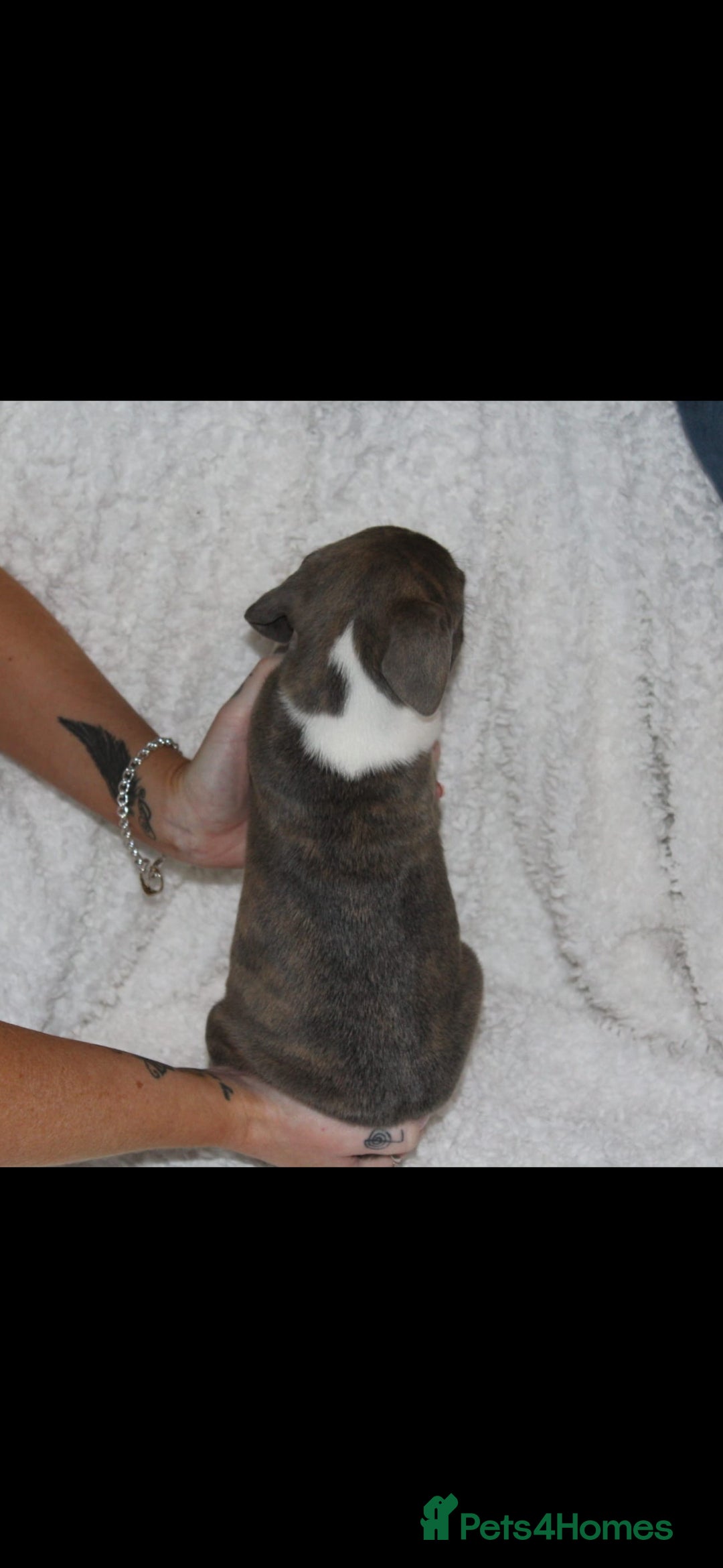 Staffordshire Bull Terrier dogs for sale: Staffy Puppies. Exceptional Temperament. - Advert 13