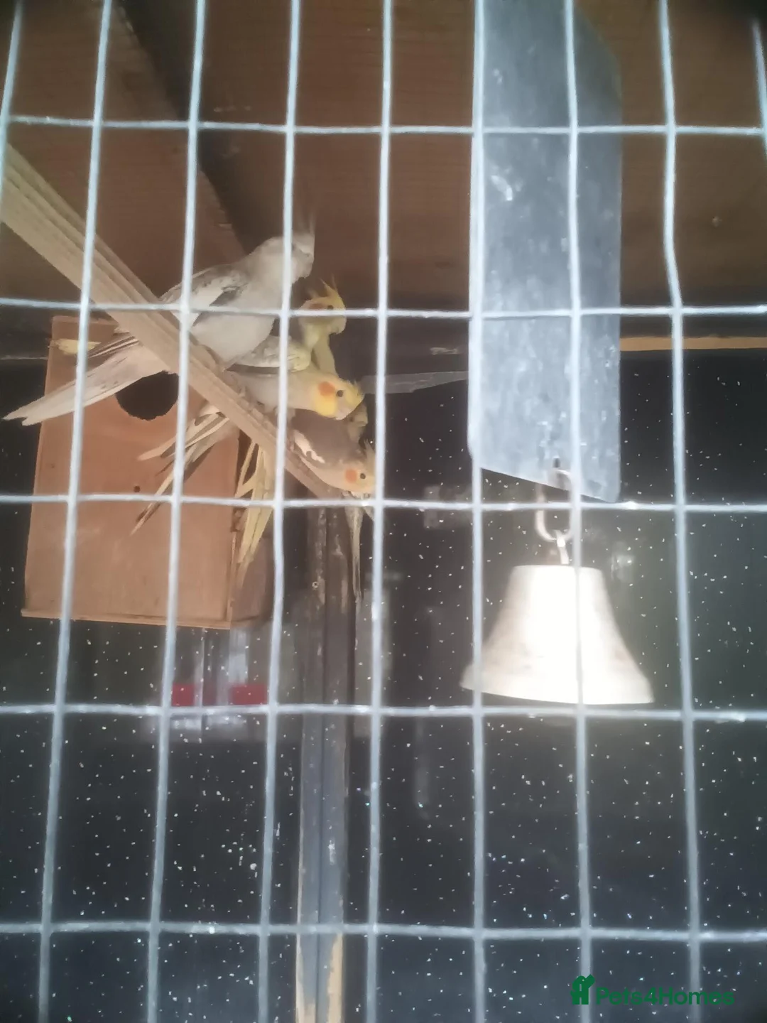 Cockatiels birds for sale: Selling up cockatiels - Advert 4