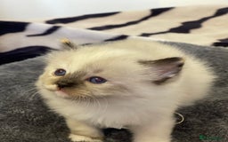Ragdoll cats for sale: VERY RARE CREAM FLARE BICOLOUR RAGDOLL KITTEN - Image 9