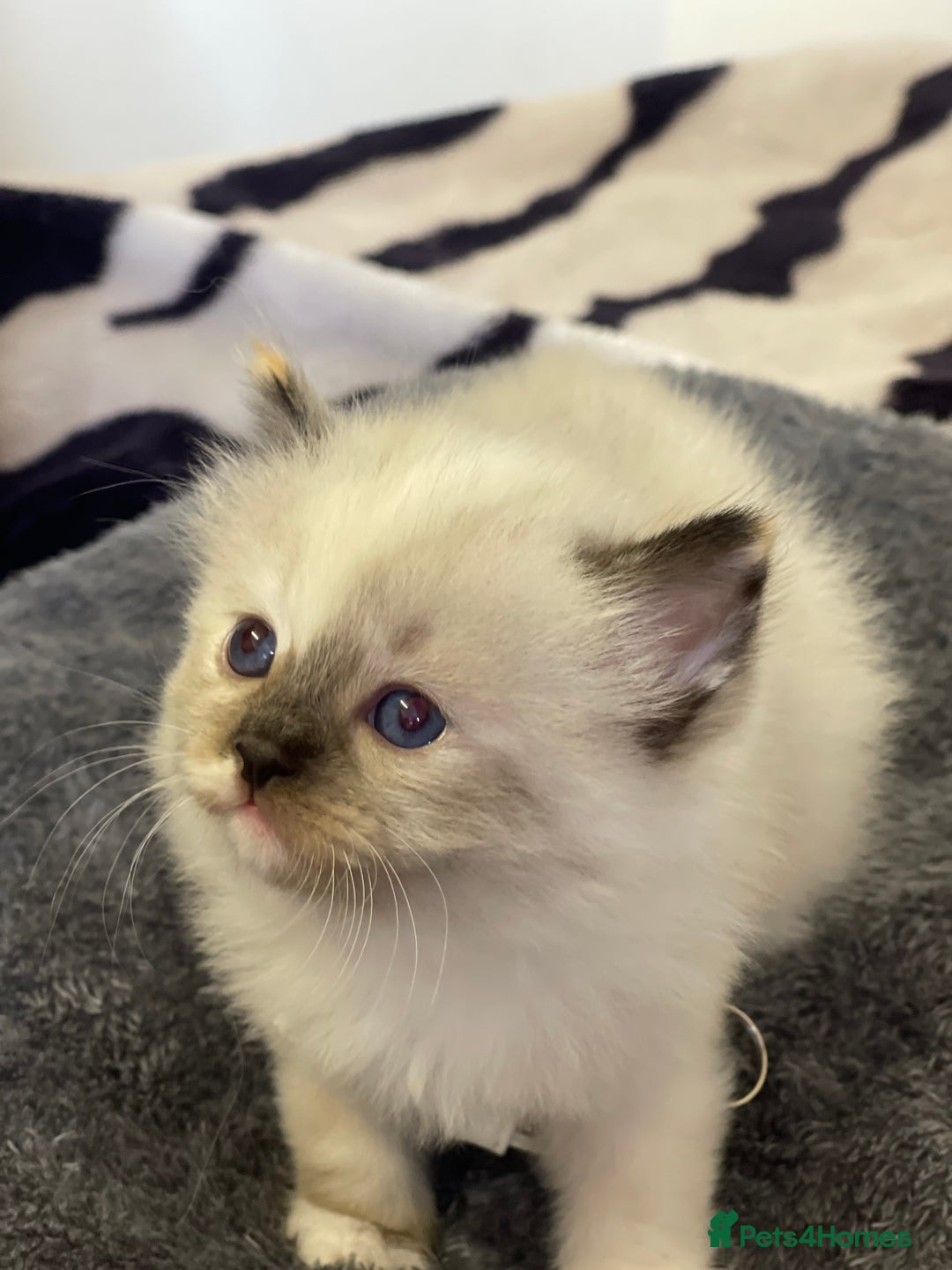 Ragdoll cats for sale: VERY RARE CREAM FLARE BICOLOUR RAGDOLL KITTEN - Image 9