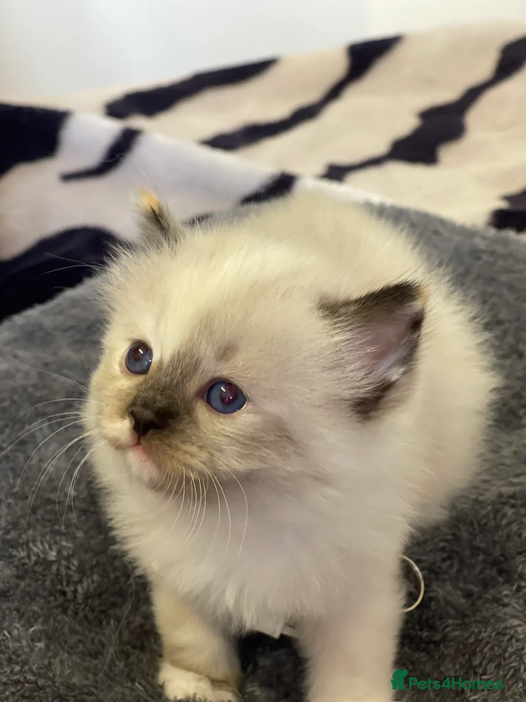 Ragdoll cats for sale: VERY RARE CREAM FLARE BICOLOUR RAGDOLL KITTEN - Advert 9