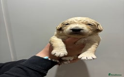 Goldendoodle dogs for sale: Gorgeous F1 Golden Doodles ❤️ - Advert 19