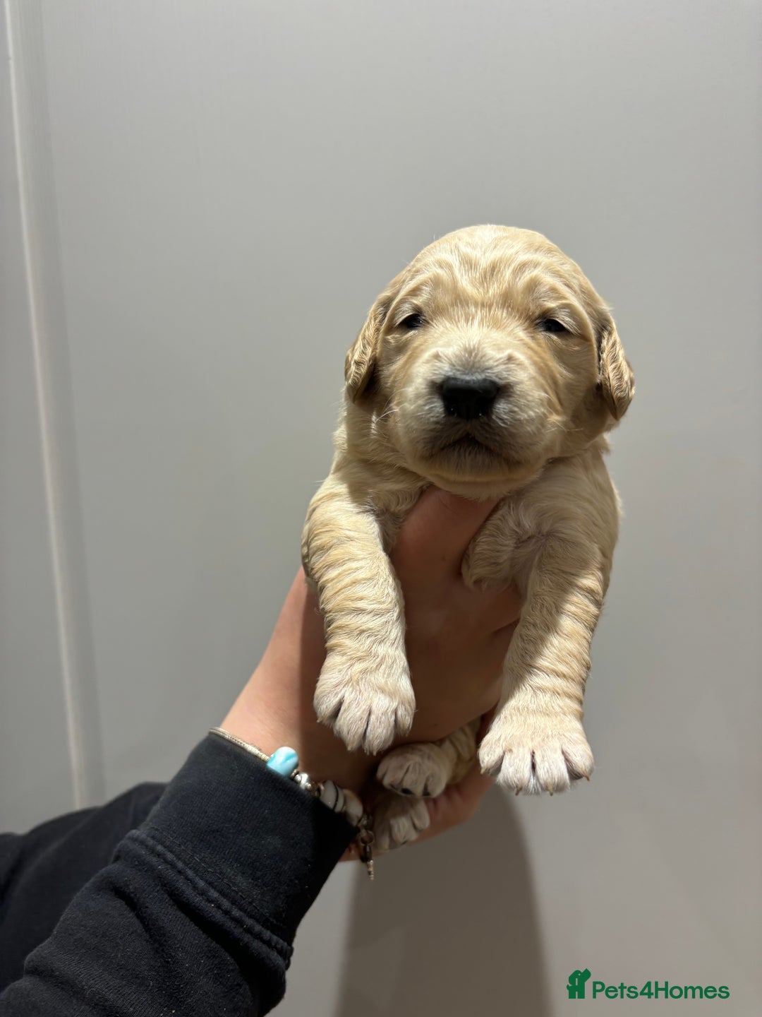 Goldendoodle dogs for sale: Gorgeous F1 Golden Doodles ❤️ - Advert 19