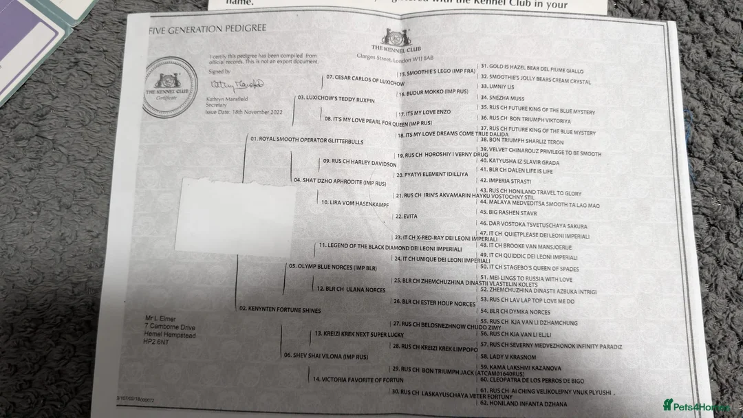 Chow Chow dogs for sale: KC REGISTERED POPPY  - Advert 2