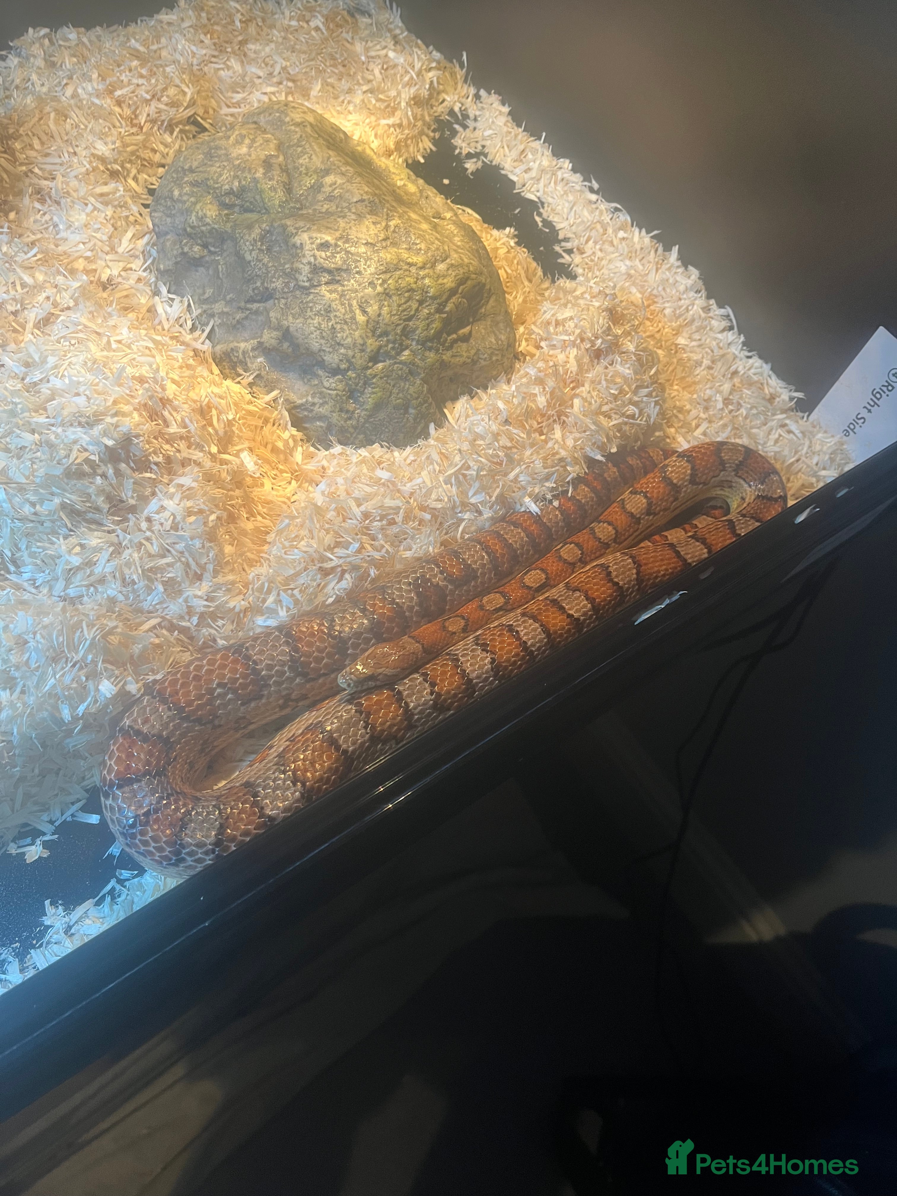 Corn Snake reptiles Corn snake with vivarium  - Advert 1