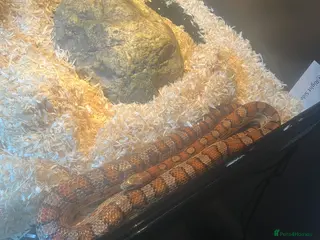 Corn Snake reptiles Corn snake with vivarium - Advert 1