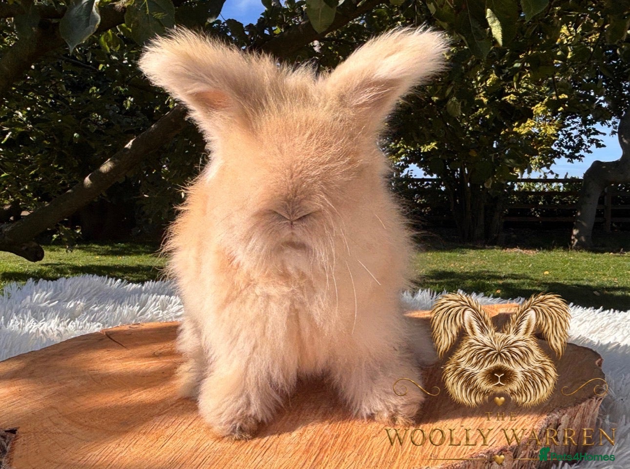 Angora rabbits Fully Vaccinated Pedigree English Angoras  - Advert 1