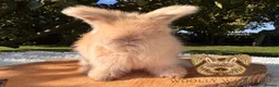 Angora rabbits for sale: Fully Vaccinated Pedigree English Angoras  - Advert 18