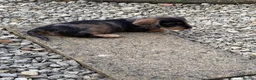 Miniature Dachshund dogs for sale: Male miniature wire haired dachschund puppy in Chipping Norton - Advert 7