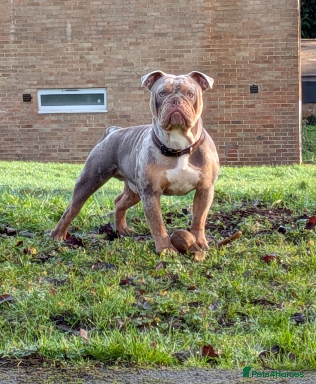 Olde English Bulldogge dogs for stud: NEBBR registered olde English bulldog  - Advert 2