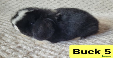 Mini Lop rabbits in Shaftesbury - Advert 1