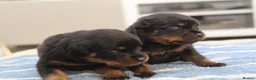 Rottweiler dogs for sale: Exceptional KC Pedigree Rottweilers - Advert 8