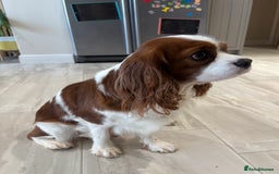 Cavalier King Charles Spaniel dogs for stud: KC Reg Blenheim Cavalier Heart/Health/Eye Clear  - Advert 3