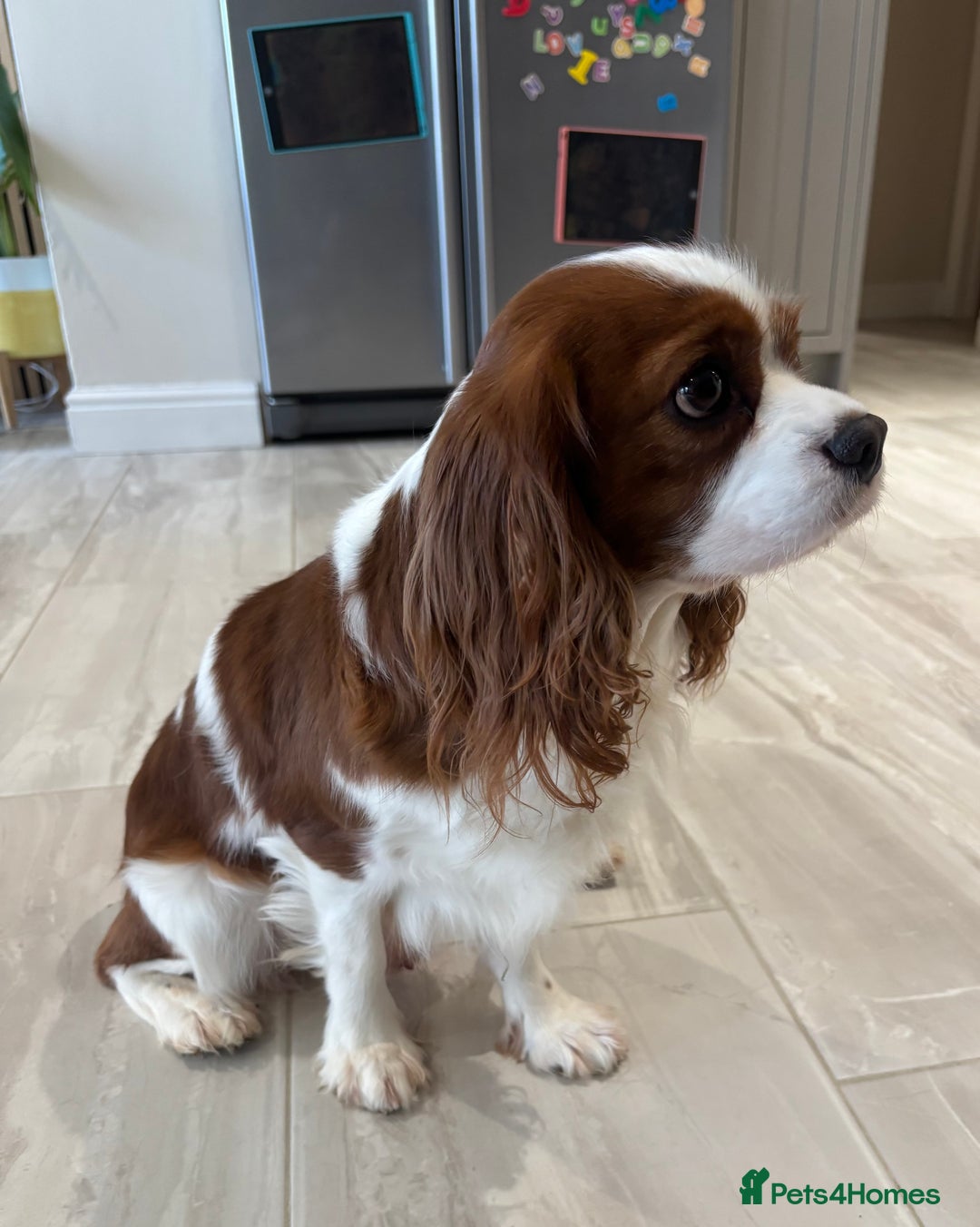 Cavalier King Charles Spaniel dogs for stud: KC Reg Blenheim Cavalier Heart/Health/Eye Clear  - Advert 3