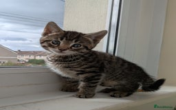 Bengal cats for sale: Purebred Spotted Bengal Kittens Brown Charcoal - Image 9