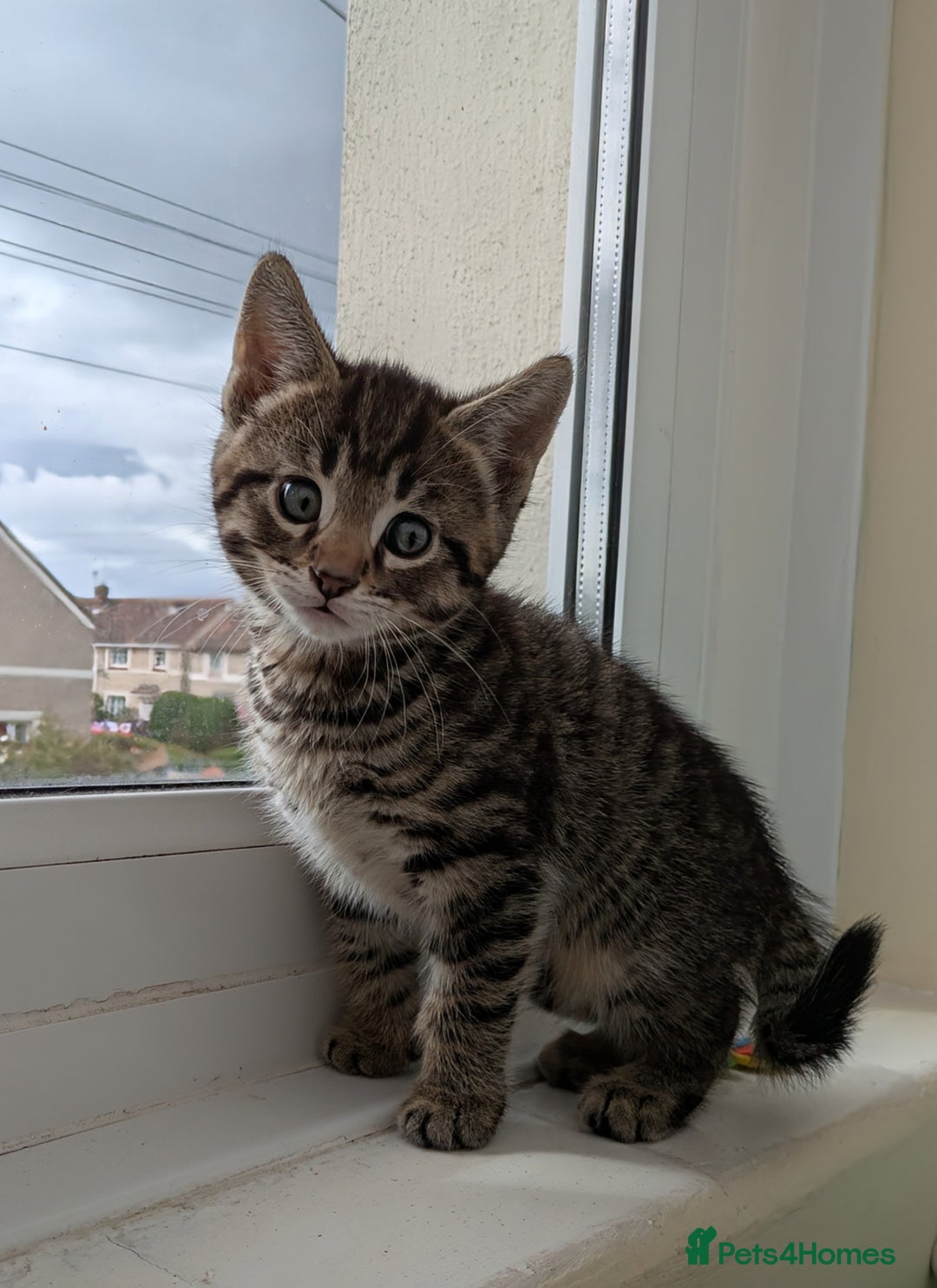 Bengal cats for sale: Purebred Spotted Bengal Kittens Brown Charcoal - Image 9