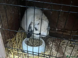 Mini Lop rabbits Tux and Caramel need rehoming - Advert 8