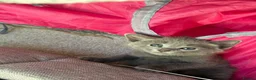 Russian Blue cats for sale: Beautiful Russian Blue Kittens - Advert 13