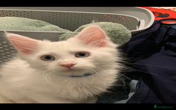 Maine Coon cats for sale: Beautiful Rare White Blue Eyed GCCF Maine Coons - Image 3