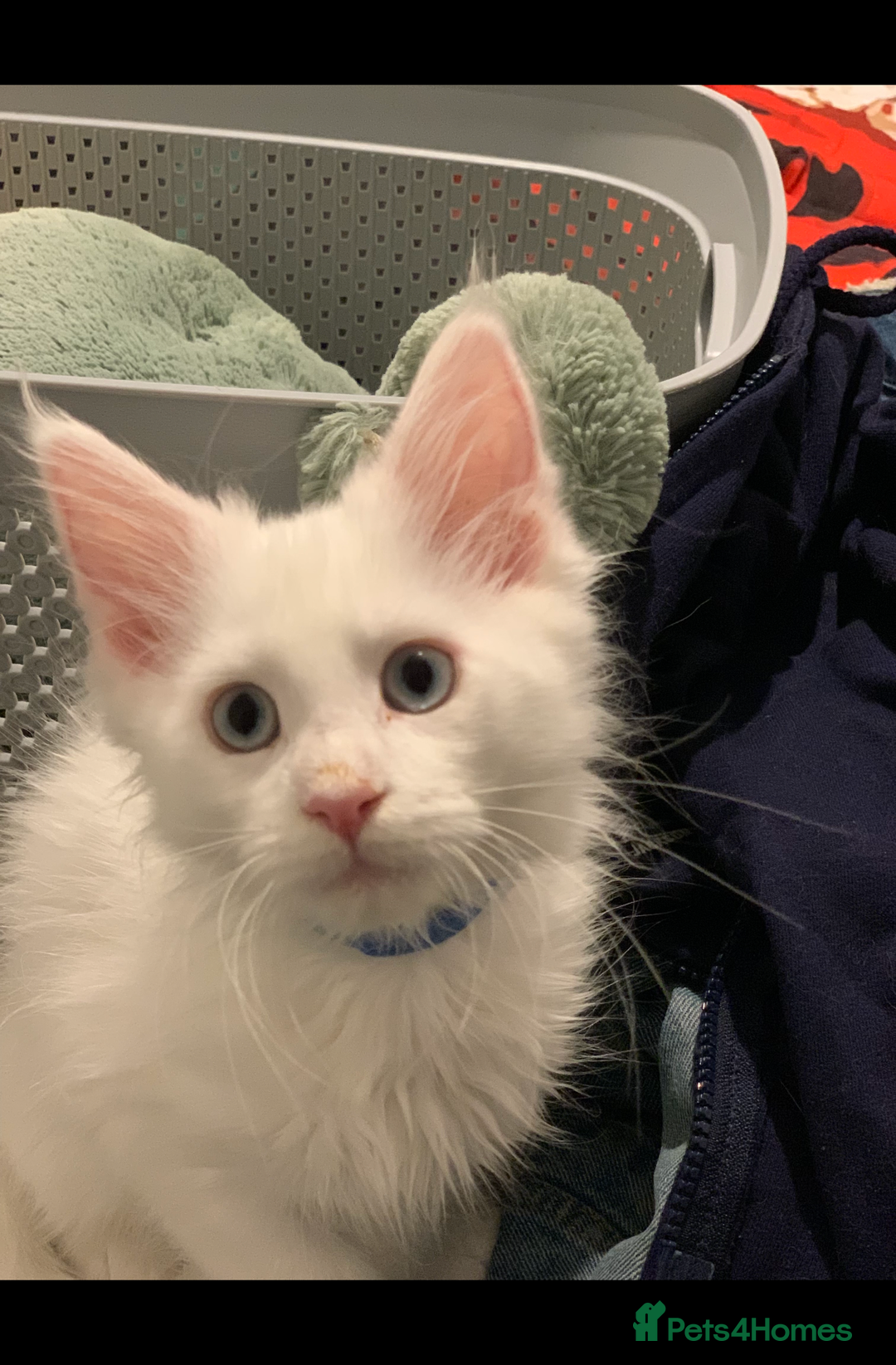 Maine Coon cats for sale: Beautiful Rare White Blue Eyed GCCF Maine Coons - Image 3