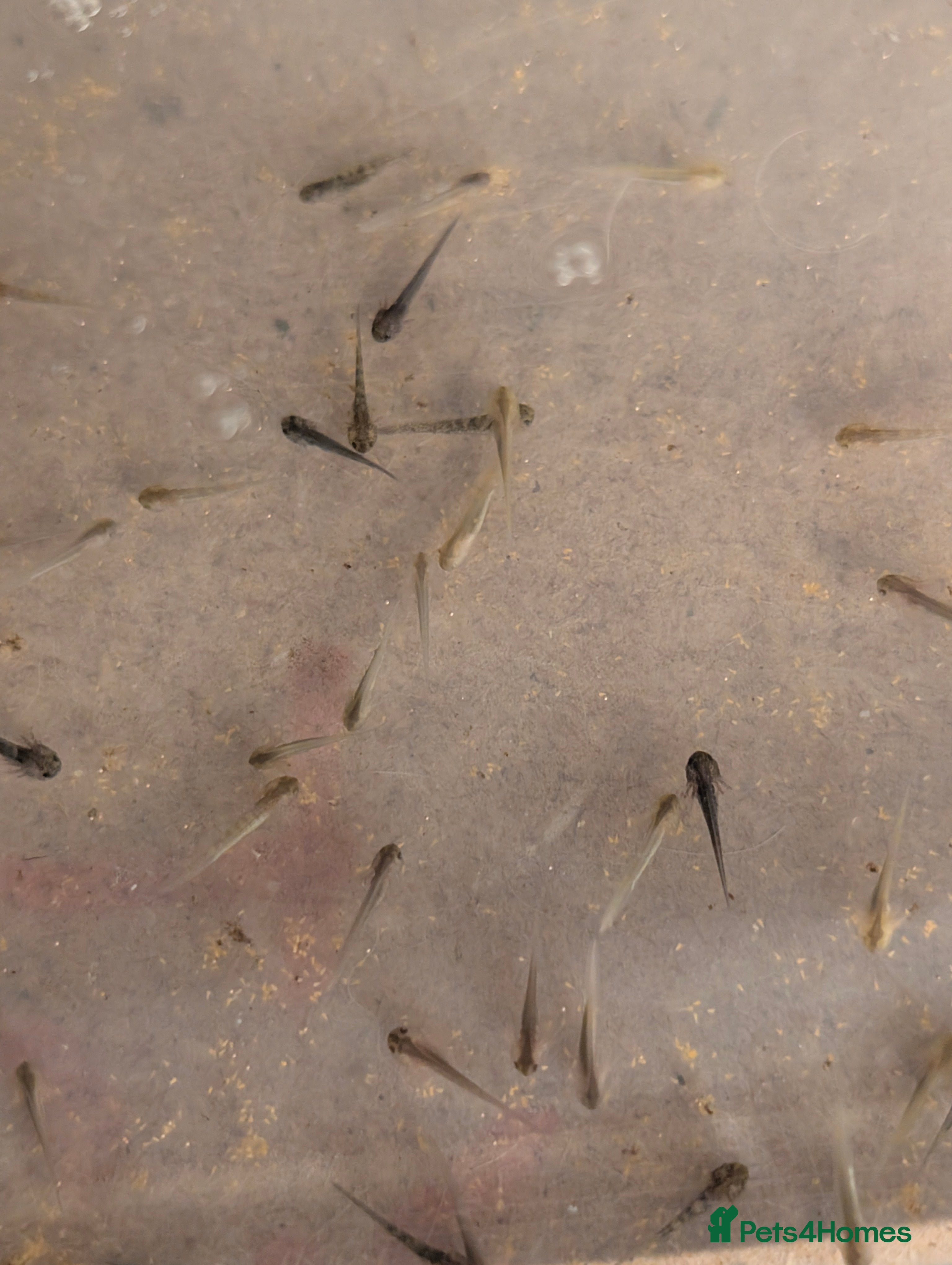 Axolotl reptiles Axolotl hatchlings and eggs - Advert 2