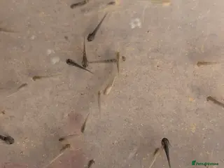 Axolotl reptiles Axolotl hatchlings and eggs - Advert 2