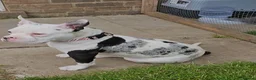 American Bully dogs for sale: Pocket bully female abkc  in Grimsby - Advert 2
