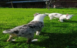 Bearded Collie dogs for sale: Beautiful blue merle border collie pups! - Image 2