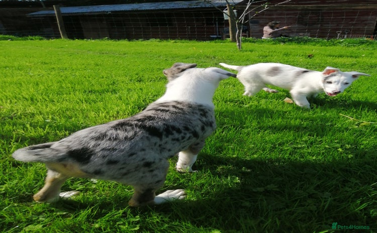 Bearded Collie dogs - Advert 2