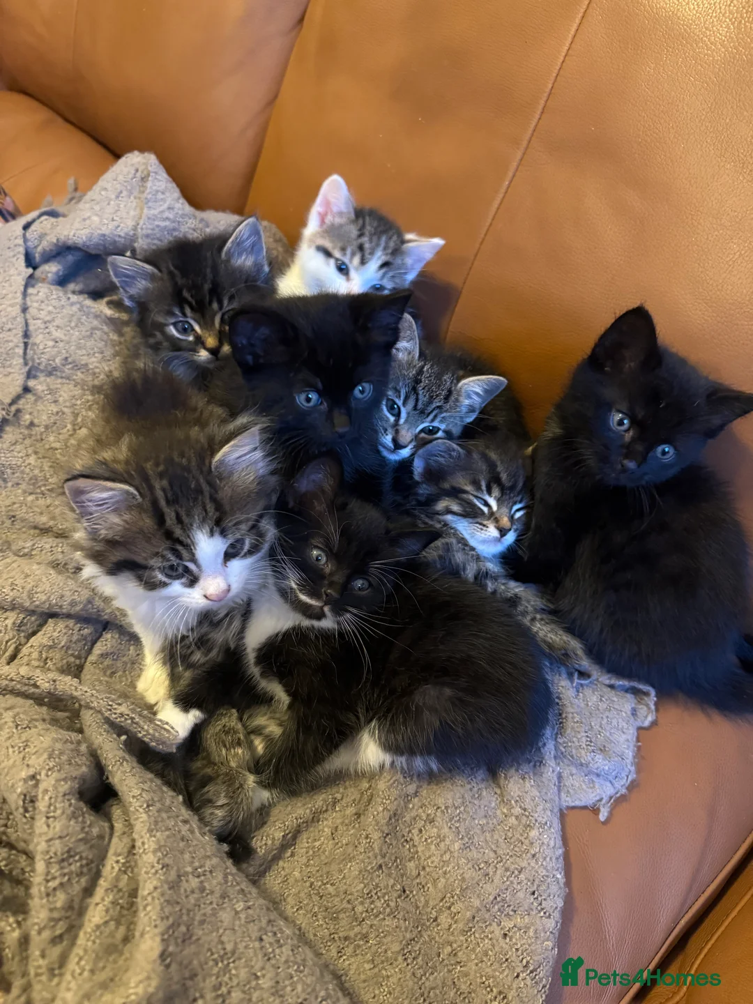 Mixed Breed cats for sale: Adorable Mixed-Breed Kittens: Black,Tabby & Tuxedo in Dagenham - Advert 1