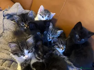 Mixed Breed cats Adorable Mixed-Breed Kittens: Black,Tabby & Tuxedo in Dagenham - Advert 1