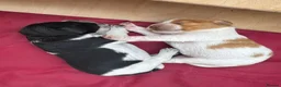 Brittany Spaniel dogs for sale: Brittany Puppies (HPR) in Tadley - Advert 9