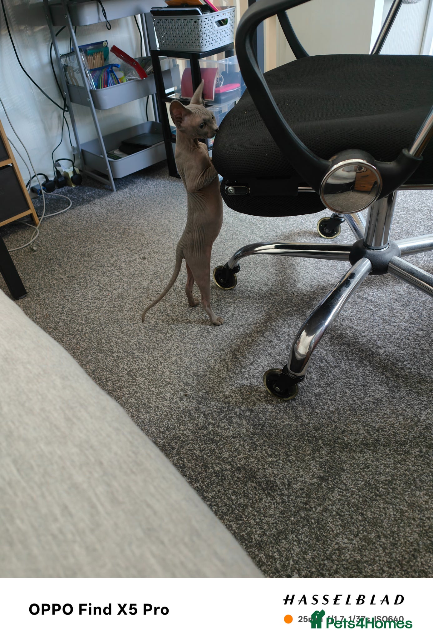 Sphynx cats Lilac female cat 1 year old  - Advert 1