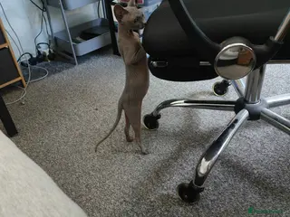 Sphynx cats Lilac female cat 1 year old - Advert 1