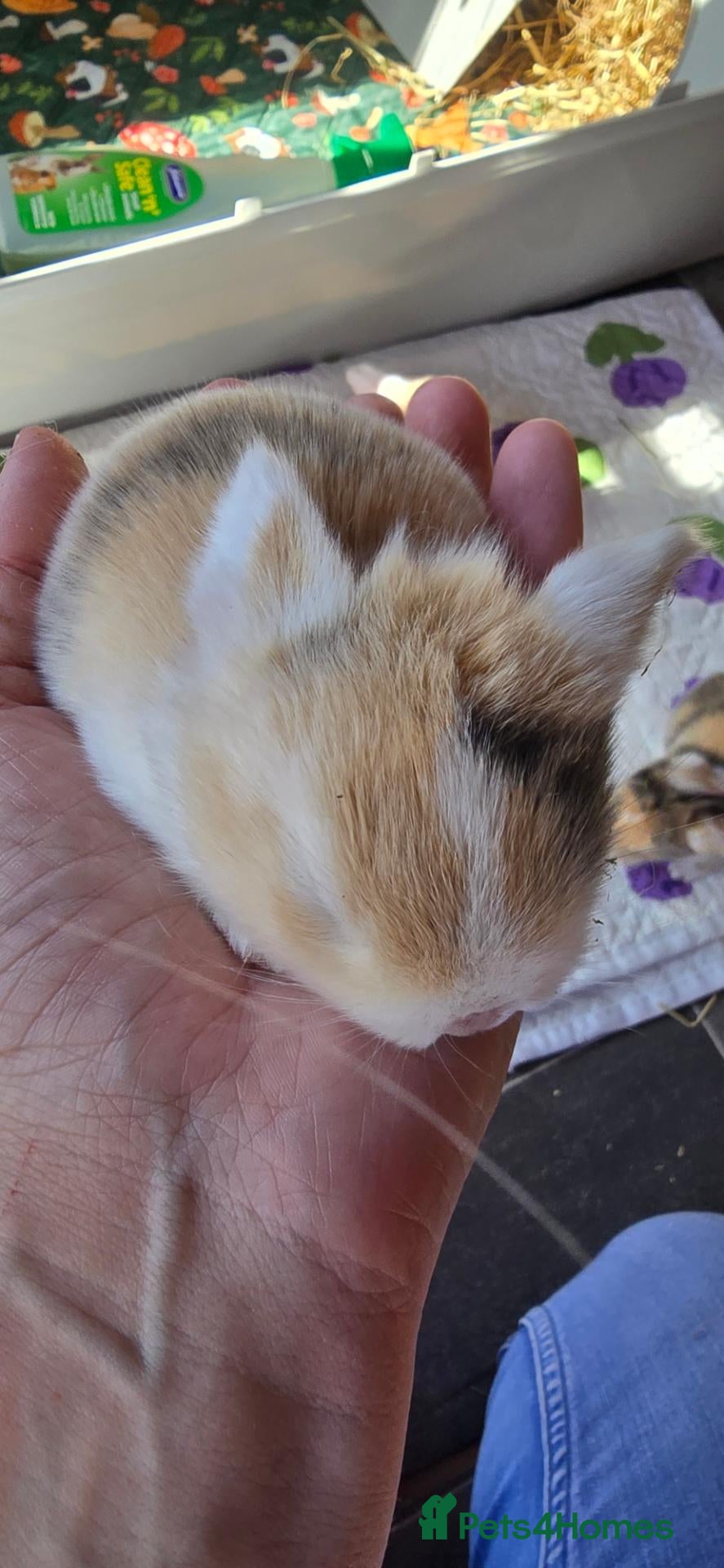 Mini Lop rabbits Baby rabbits - Advert 2