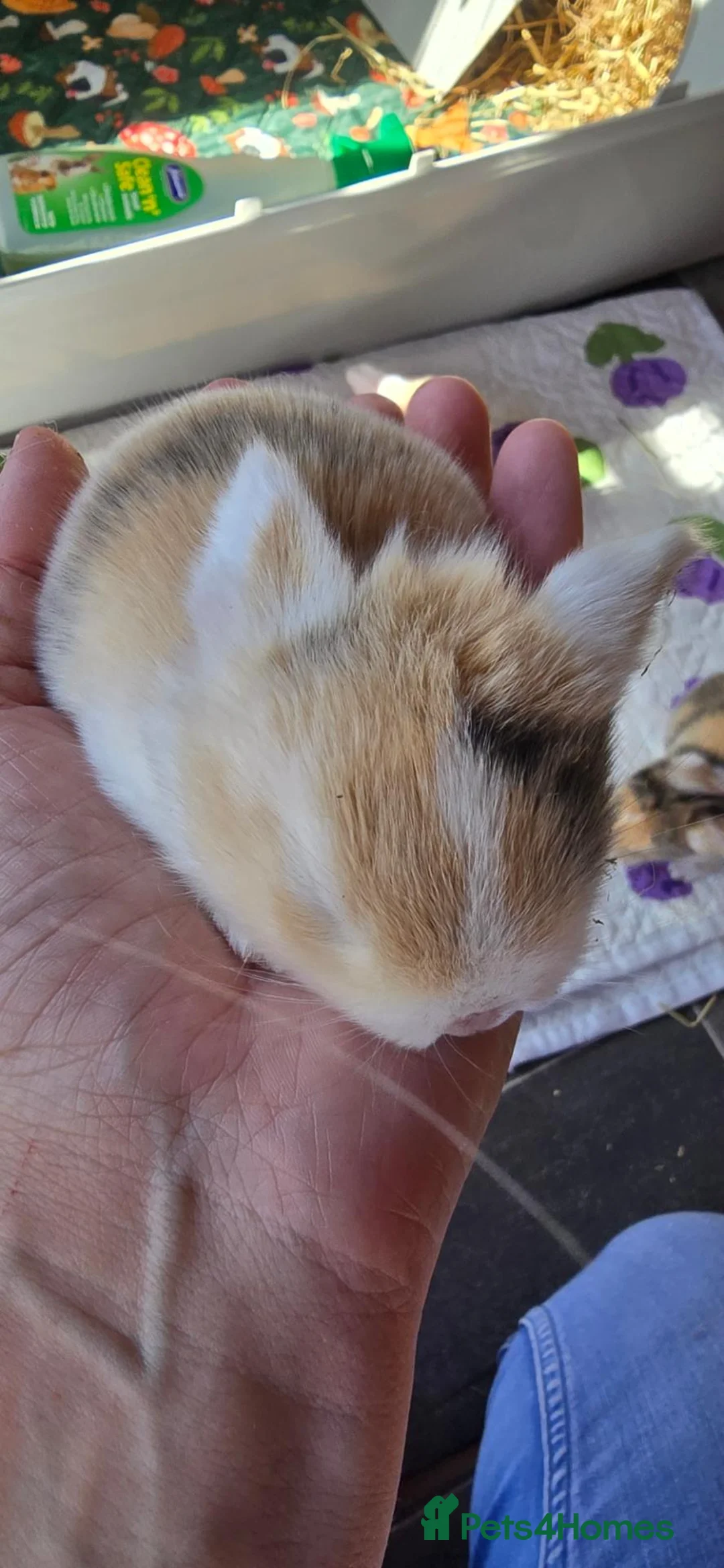 Mini Lop rabbits for sale: Baby rabbits - Advert 1